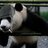 panda228