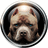 GOD DOG