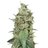 The White Widow